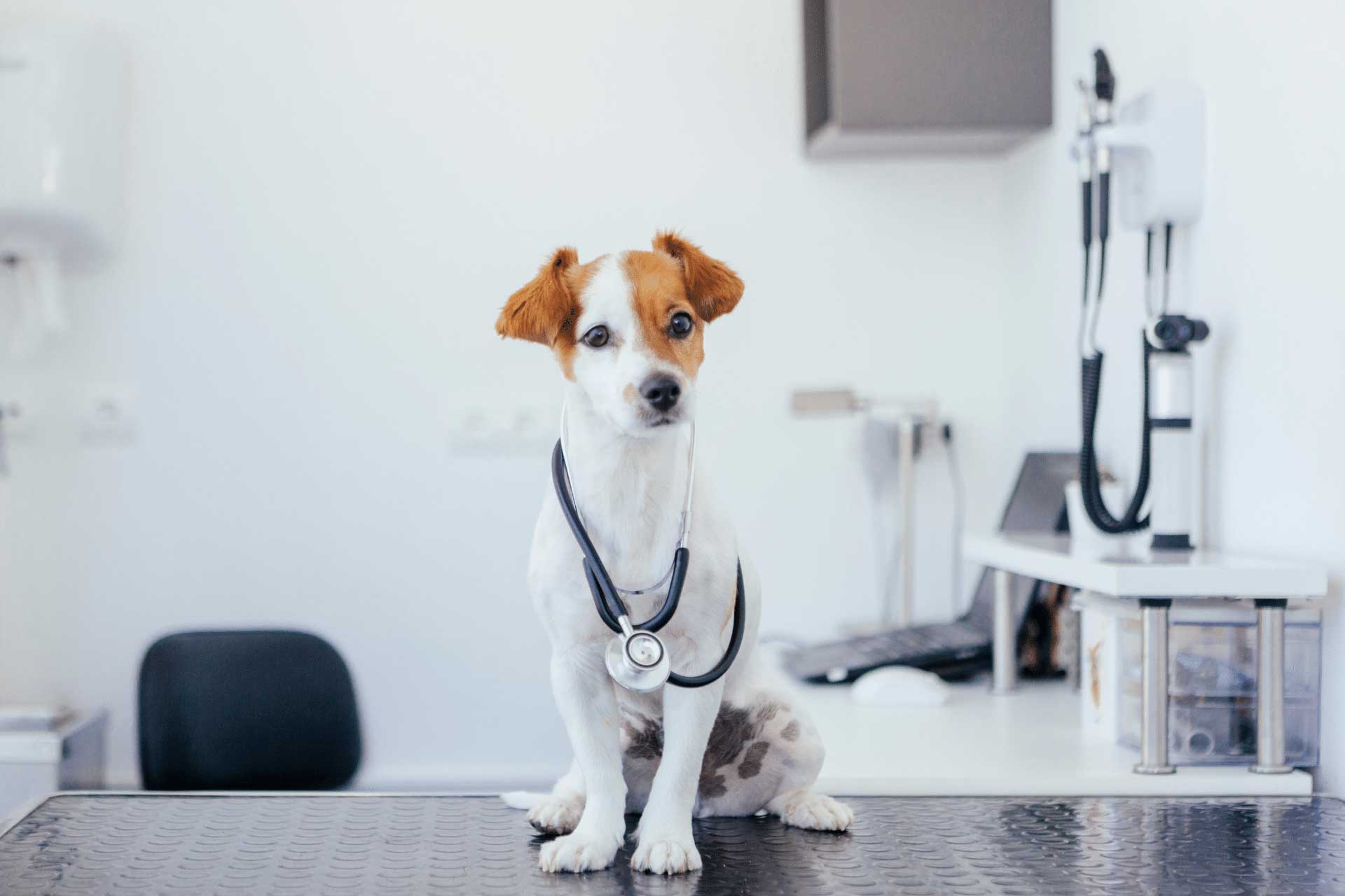 Discovering the Different Types of Veterinary Services Near You