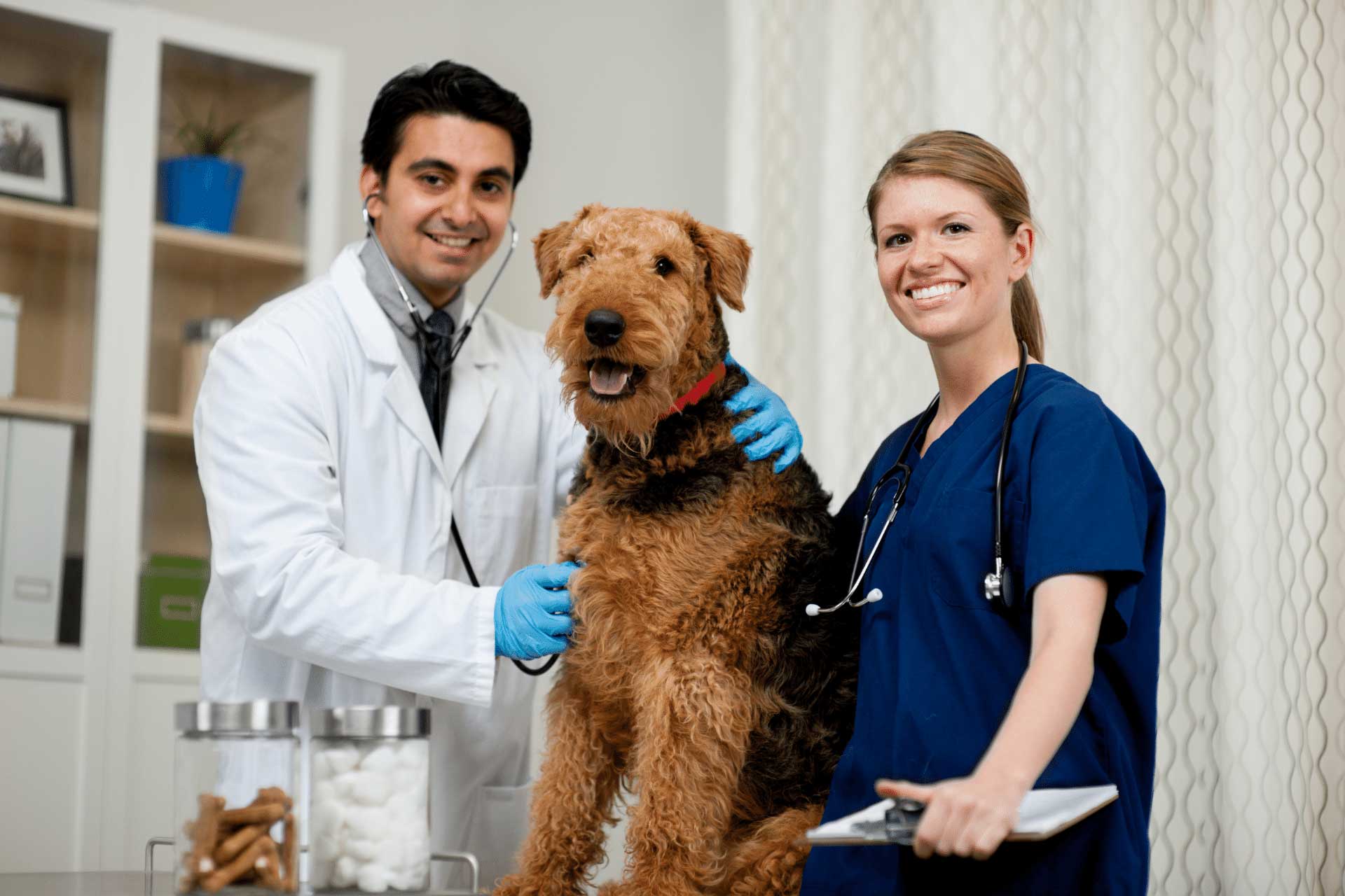 How to Find the Right Veterinarian for Your Pet